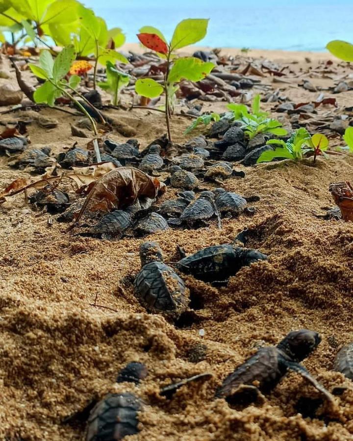 Caribbean View Lägenhet Tortuguero Exteriör bild