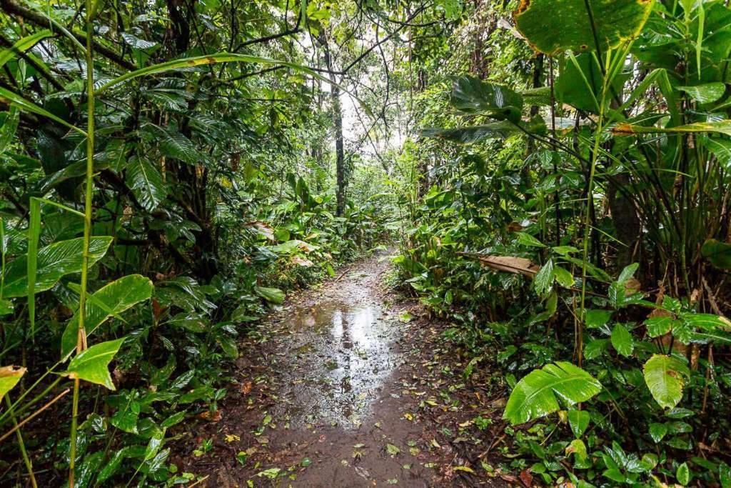 Caribbean View Lägenhet Tortuguero Exteriör bild